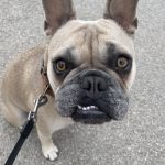 Bentley the French Bulldog