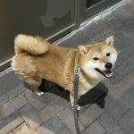 Boublique is a Shiba Inu I walk regularly