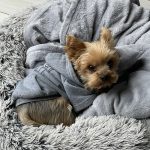 Rocco the Yorkshire Terrier