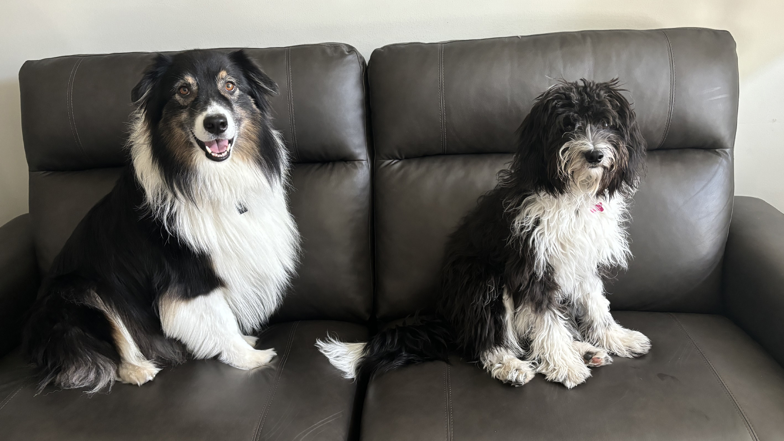 Bojangles and Lulu at Pawsitive Times