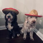 Peppa and Chloe ready for a Mexican themed party