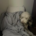 Chloe loved sleeping on her orthopedic bed with pillows and blankets