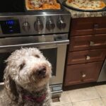 Chloe loved pizza and hanging around the kitchen
