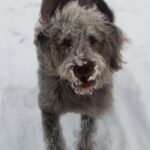 Chloe loved playing in the snow