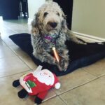 Chloe loved her Nylabone and toys