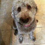 Chloe the Golden Labradoodle
