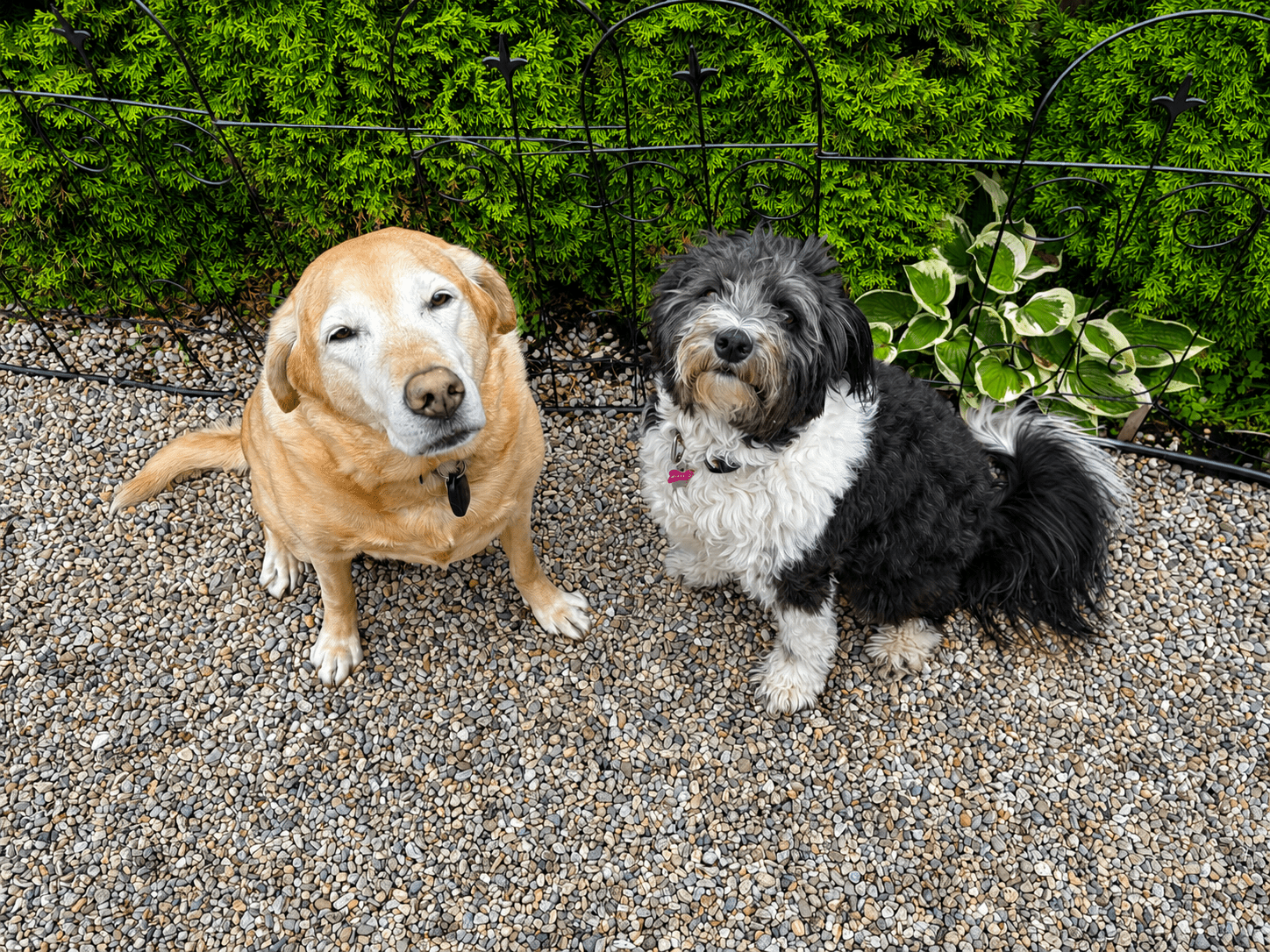 Pawsitive Times Dog Walking and In-Home Boarding